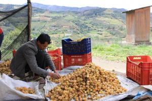 Huánuco: productores de aguaymanto reciben asistencia técnica para continuar con exportaciones