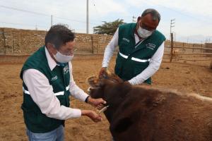 Ica: Senasa vacunó a más de 27,000 animales de abasto contra el carbunco sintomático