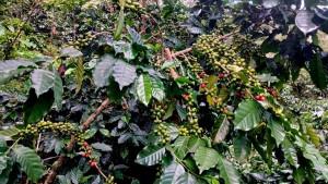 Identifican genotipos de café tolerantes a la roya amarilla y de alta calidad de taza