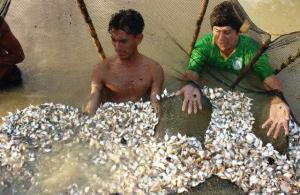 IIAP YURIMAGUAS DISTRIBUYÓ 200 MIL PECES EN ALTO AMAZONAS