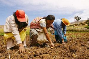 Impactos de lluvias y huaicos representan el 1.2% de la superficie agrícola