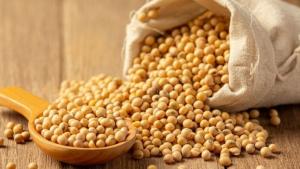 Importación de soya alcanza los US$ 46 millones en el primer semestre del año