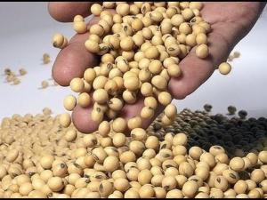 Importaciones de soya en grano llegaron a valores de US$ 103 millones