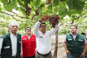 Impulsan desarrollo del agro en Ica