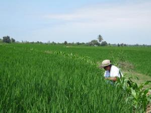 IMPULSAN PRODUCCIÓN DE BAMBÚ, AGUAYMANTO, FRAMBUESA Y PÁPRIKA 