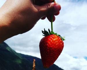 Impulsan producción de fresas en el Valle Sagrado de los Incas