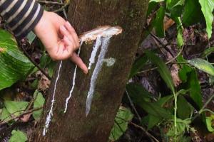 Impulsarán actividades sostenibles en área de conservación Cordillera Escalera