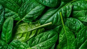 Inacal aprueba nueva Norma Técnica Peruana para la calidad de la espinaca