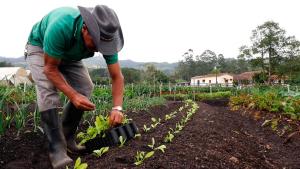 Incorporan Sistema de Garantía Participativo en certificación de productos orgánicos y crean Sello Nacional