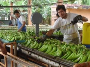 INDIA SEMBRARÍA BANANO TRANSGÉNICO PARA COMBATIR ANEMIA