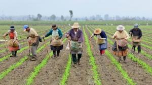 Informe regional advierte estancamiento de la productividad agropecuaria en la última década