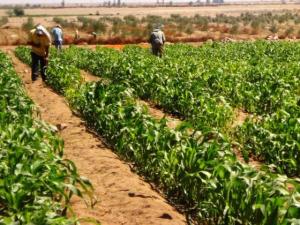 INGRESARÍAN SEMILLAS TRANSGÉNICAS DE CUATRO COMMODITIES AGRÍCOLAS