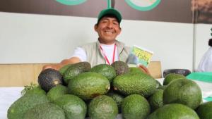 Ingreso de nuevos pequeños productores sería factor clave en éxito de la campaña actual de palta peruana