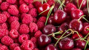 INIA apuesta por variedades libres de cerezo y frambuesa para ensayos de adaptación en el país