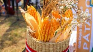 INIA entregó nueva semilla de maíz amarillo duro de alta calidad genética