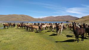 INIA identifica altos niveles de proteínas en la leche de llama