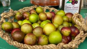 INIA implementa complejos de laboratorios para incrementar la generación de tecnologías agrarias en la región de Loreto