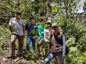 INIA instala plantones con calidad genética del árbol de la quina en Jaén y San Ignacio