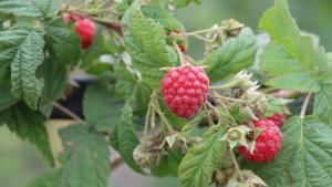 INIA investiga calidad genética de la frambuesa