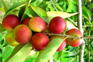 INIA liberaría dos variedades de camu camu este año