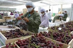 INIA: PERÚ ESTÁ PREPARADO PARA UN INCREMENTO DEL 25% DE SIEMBRA