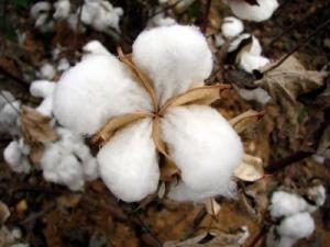 INIA PROPONE CULTIVAR UNA SOLA VARIEDAD DE ALGODÓN EN ICA