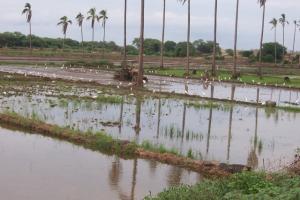 INIA REALIZA TALLER SOBRE CÓMO ENFRENTAR EL NIÑO