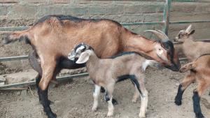 INIA recibe autorización sanitaria para producción de material genético caprino de alta calidad