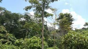 INIA secuencia el primer genoma completo de cloroplasto de capirona en Madre de Dios