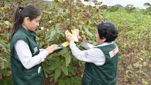 INIA trabaja en caracterización agronómica de 79 accesiones del banco de germoplasma de algodón de trópico