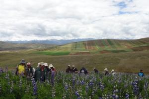 INIA TRABAJA EN OBTENCIÓN DE NUEVA VARIEDAD DE TARWI