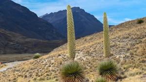 Inician siembra de 10.000 plantas de Puyas Raimondi en Salpo