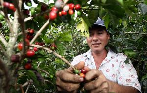 Inició consulta pública para incluir propuestas al Plan Nacional de Acción del Café