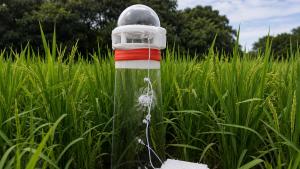 Innovación frente al cambio climático: UNALM desarrolla la primera tecnología peruana para medir emisiones de metano en cultivos de arroz