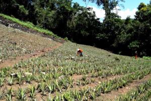 INSTALAN MÁS DE 500,000 HIJUELOS DE PIÑA EN PARCELAS DE HOJA DE COCA EN EL VRAEM