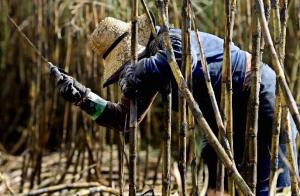 INVERSIONES EN ETANOL PODRÍAN SUPERAR LOS US$ 2000 MILLONES