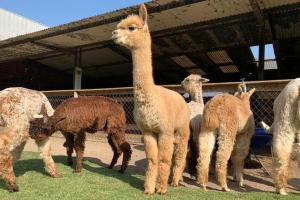 Invierten S/ 32 millones para proyecto de mejoramiento genético de la alpaca en 8 regiones