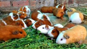 Jauja y Concepción son las dos provincias de Junín con mayor producción de cuy