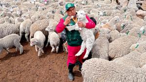 Junín: Desparasitan a 3.500 alpacas y ovinos en Concepción