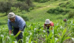 Junta Nacional del Café: MEF bloquea promulgación de ley a favor de cooperativas agrarias