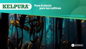 “Kelpura” ayuda al desarrollo foliar y radicular del cultivo
