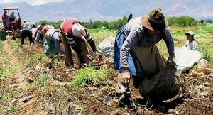 La agricultura en tiempos de pandemia