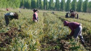 La agricultura peruana necesita mejorar el factor humano para desarrollarse empresarialmente