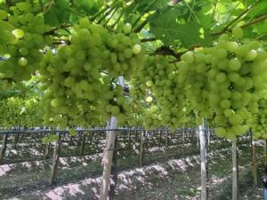 "La baja producción de uvas en Perú en combinación con la fuerte demanda estadounidense hará que los precios sean altos en el mercado europeo"