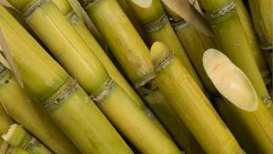 La caña de azúcar de Perú tiene los mayores rendimientos por hectárea del mundo