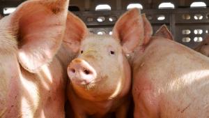 La importancia de la bioseguridad en las granjas porcinas