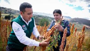La Libertad: Cooperativa Markahuamachuco impulsa la transformación de granos andinos en productos de alto valor