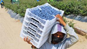 La Libertad exportó US$ 2.640 millones y crece 15.2 % en el primer semestre de 2025