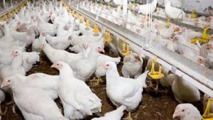 La Libertad, Lima, Arequipa e Ica representan el 87.7% de la producción de ave de Perú