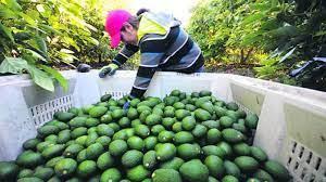 La Libertad, Lima, Ica y Lambayeque son las mayores regiones productoras de palta de Perú